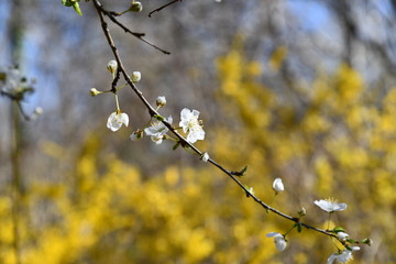 branch of a tree
