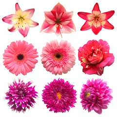 Collection beautiful head pink flowers of dahlia, rose, daisy, lily, gerbera, chrysanthemum, amarillis isolated on white background. Beautiful floral delicate composition. Flat lay, top view