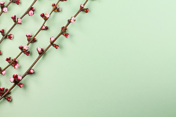 Naklejka premium The spring background with blooming cherry twigs.