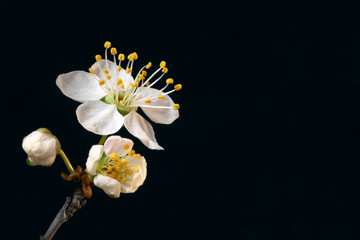 Fototapeta na wymiar flowers tree