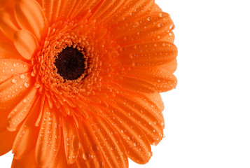 Gerber petals with water drops isolated on white background