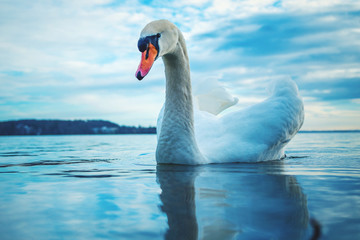 Naklejka na ściany i meble Closeup of a swan on a lake