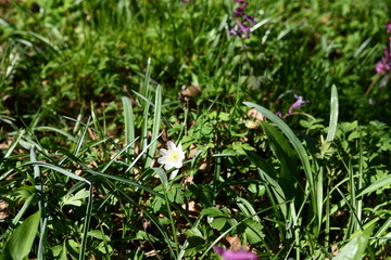 white flowers in garden