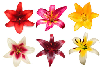 Obraz na płótnie Canvas Flowers collection multicolored lilies and daylilies isolated on white background. Stamen and pistil. Hello spring. Flat lay, top view. Object, studio, floral pattern