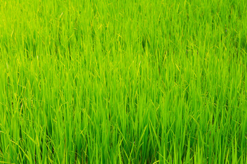 green rice field grow in paddy farm in rainy season