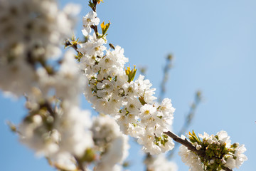 Cherry blossom