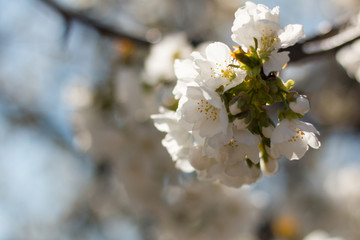 Cherry blossom