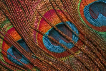 close up of peacock feather