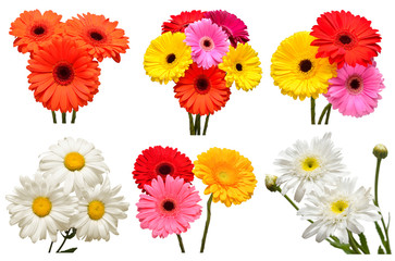 Collection of flowers white daisy and multicolored gerbera, calendula isolated on white background. Hello spring. Beautiful plant, garden concept. Nature. Easter. Love. Flat lay, top view