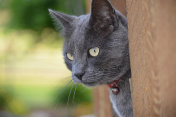 Gray Cat Yellow Eyes