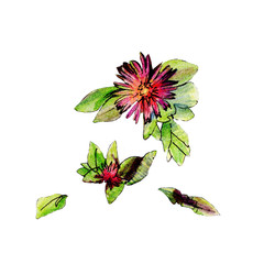 Carpobrotus edulis, a succulent plant, region the Mediterranean