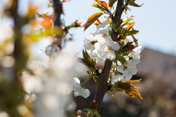 Cherry blossom