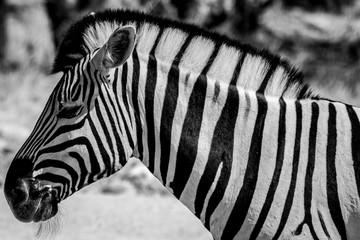 Close up of a zebra in black and white