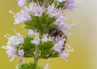 Busy Bee At Work