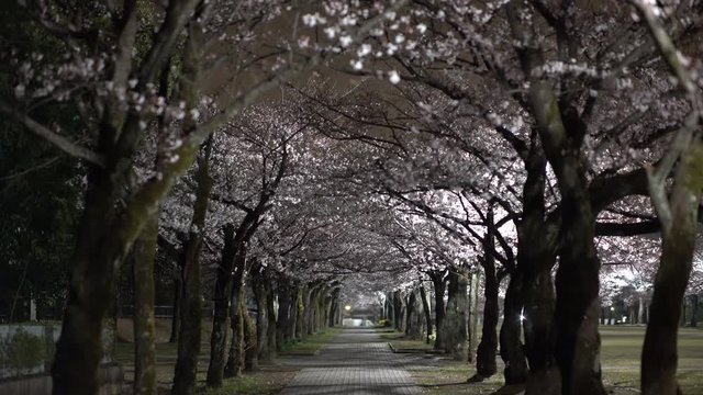 Tokyo,Japan-March 30, 2019: Morning scene of Cherry blossoms arcade with twitter of birds in a park in Tokyo
