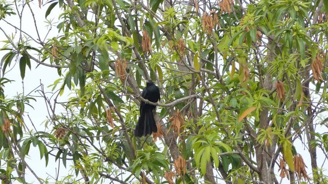 Asian koel bird (Eudynamys scolopaceus) on branch in tropical rain forest.