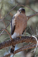 A Cooper's hawk unblinking attention is on display in Lion's Park, Cheyenne,