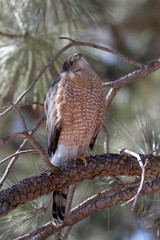 A Cooper's hawk unblinking attention is on display in Lion's Park, Cheyenne,