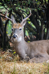 Cute and Controversial Urban Deer