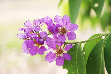 violet summer flowers