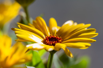 Close-Up of a Beautiful Flower