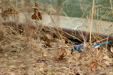 Obraz premium A Blue Jay (Cyanocitta cristata) sitting a tree in winter. shot in Southern Ontario.