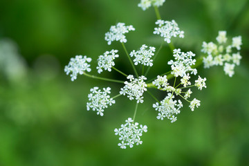 Cow Parsley or Wild Chervil flowers