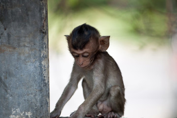 可愛いサル