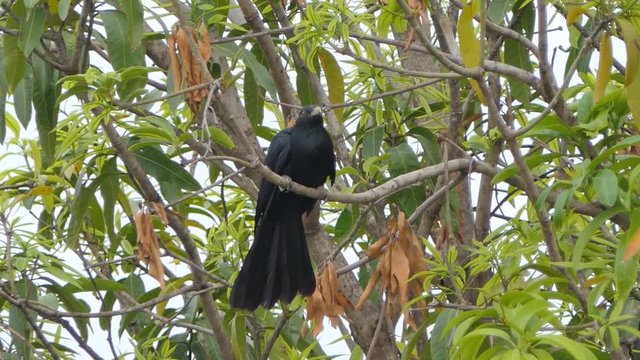 Asian koel bird (Eudynamys scolopaceus) on branch in tropical rain forest.