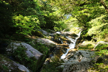 屋久島　苔むすジブリの森 白谷雲水峡