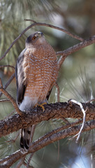 A Cooper's hawk unblinking attention is on display in Lion's Park, Cheyenne,