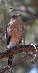 A Cooper's hawk unblinking attention is on display in Lion's Park, Cheyenne,