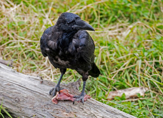 Black Raven feeding on stolen scraps.