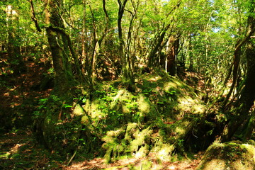 Obraz premium 屋久島 苔むすジブリの森 白谷雲水峡