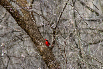 Male Northern Cardinal in flight winter , in a tree that is bare.