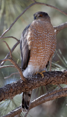 A Cooper's hawk unblinking attention is on display in Lion's Park, Cheyenne, Wyoming.
