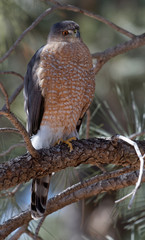A Cooper's hawk unblinking attention is on display in Lion's Park, Cheyenne, Wyoming.