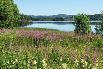 Weideröschen (Epilobium) vor See
