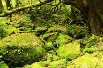 屋久島　苔むすジブリの森 白谷雲水峡