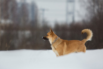 Cute mixed breed dog outside. Mongrel in the snow