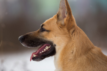 Cute mixed breed dog outside. Mongrel in the snow
