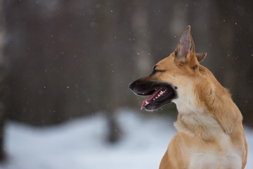 Cute mixed breed dog outside. Mongrel in the snow
