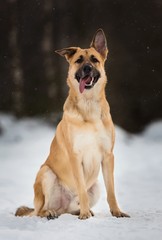 Cute mixed breed dog outside. Mongrel in the snow