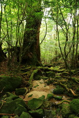 屋久島　苔むすジブリの森 白谷雲水峡