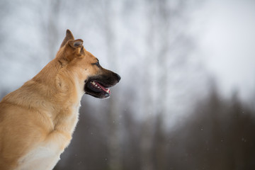 Cute mixed breed dog outside. Mongrel in the snow