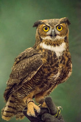 A little Screech Owl with a light green background.