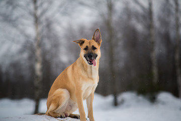 Cute mixed breed dog outside. Mongrel in the snow