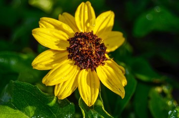 Yellow flower facing the sunlight with green plant background