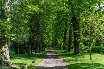 Fototapeta na wymiar Quaint tranquil picturesque walkway scene between old oak trees