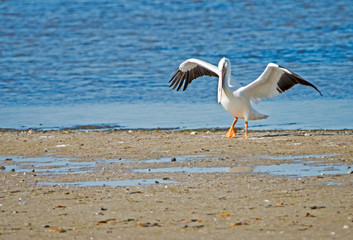 Fototapeta na wymiar White Pelican flies into the picture.